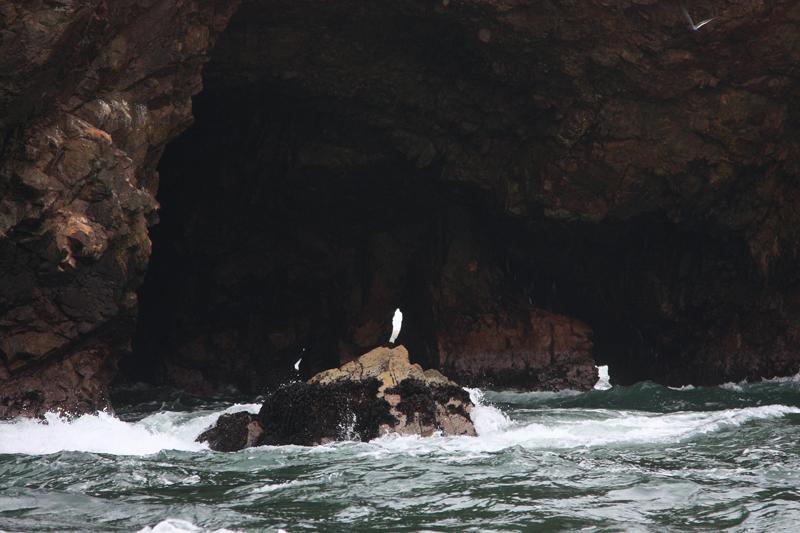 1151-Isole Ballestas,19 luglio 2013.JPG